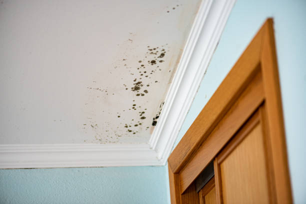 Best Office Mold Removal Services  in Morrisville, VT