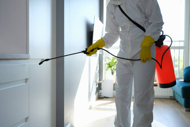 Best Mold Remediation Services  in Morrisville, VT