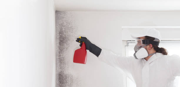 Best Mold Removal Near Me  in Morrisville, VT