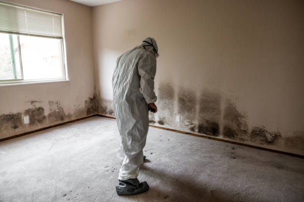 Best Same-Day Mold Removal  in Morrisville, VT