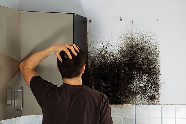 Best Residential Mold Removal  in Morrisville, VT