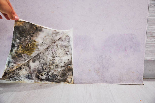 Best Best Mold Removal Companies  in Morrisville, VT